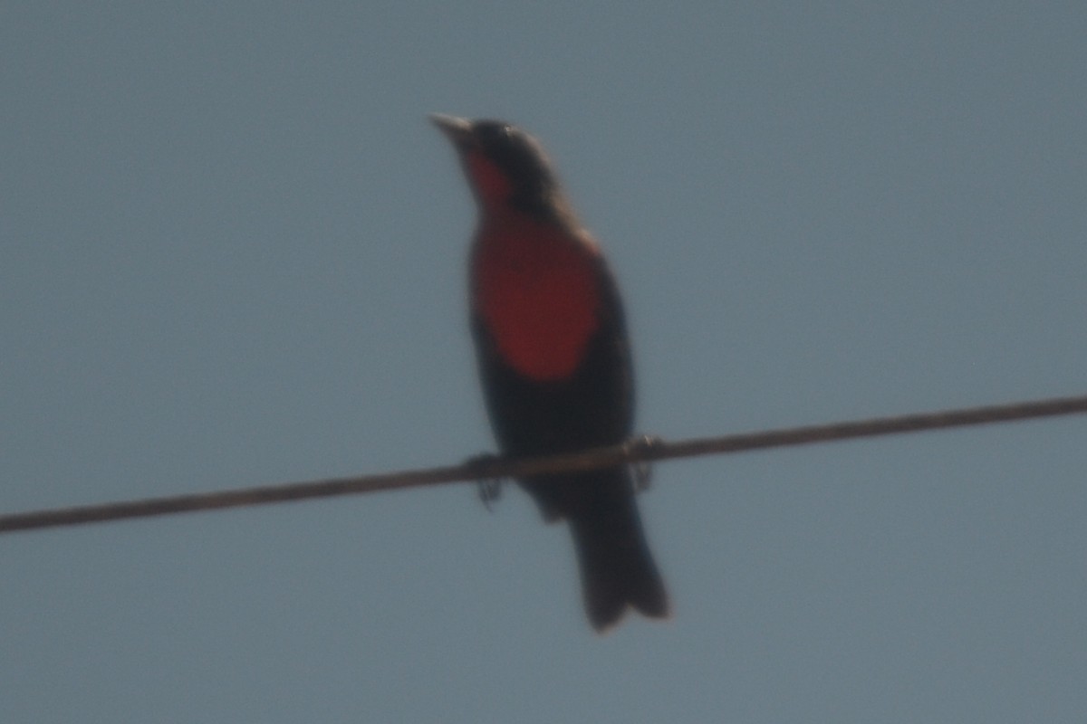Red-breasted Meadowlark - ML598851841