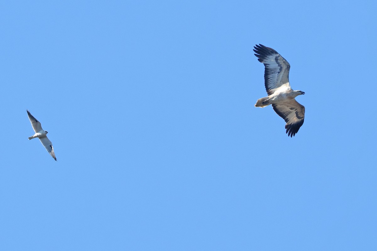 Black-shouldered Kite - ML598852711