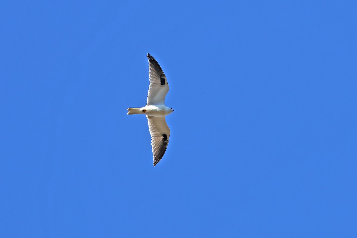 Black-shouldered Kite - ML598852721