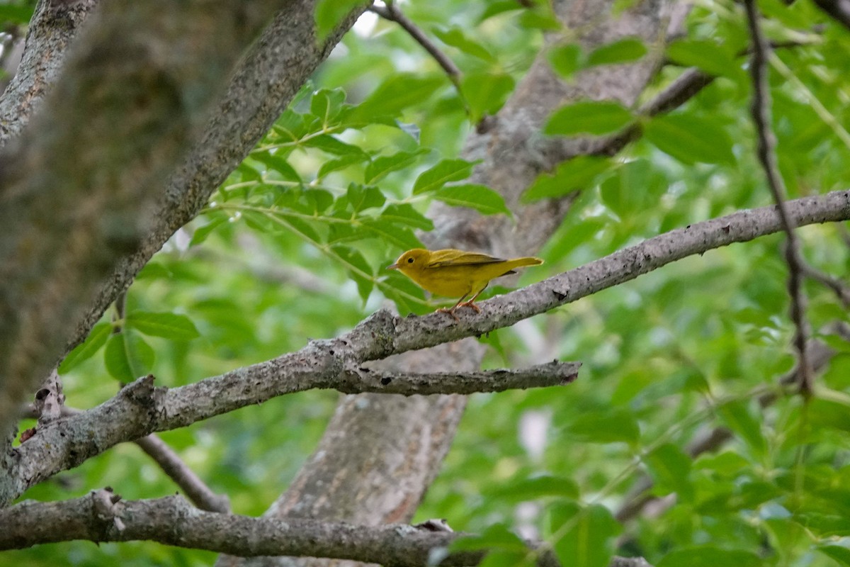 Yellow Warbler - ML598853051