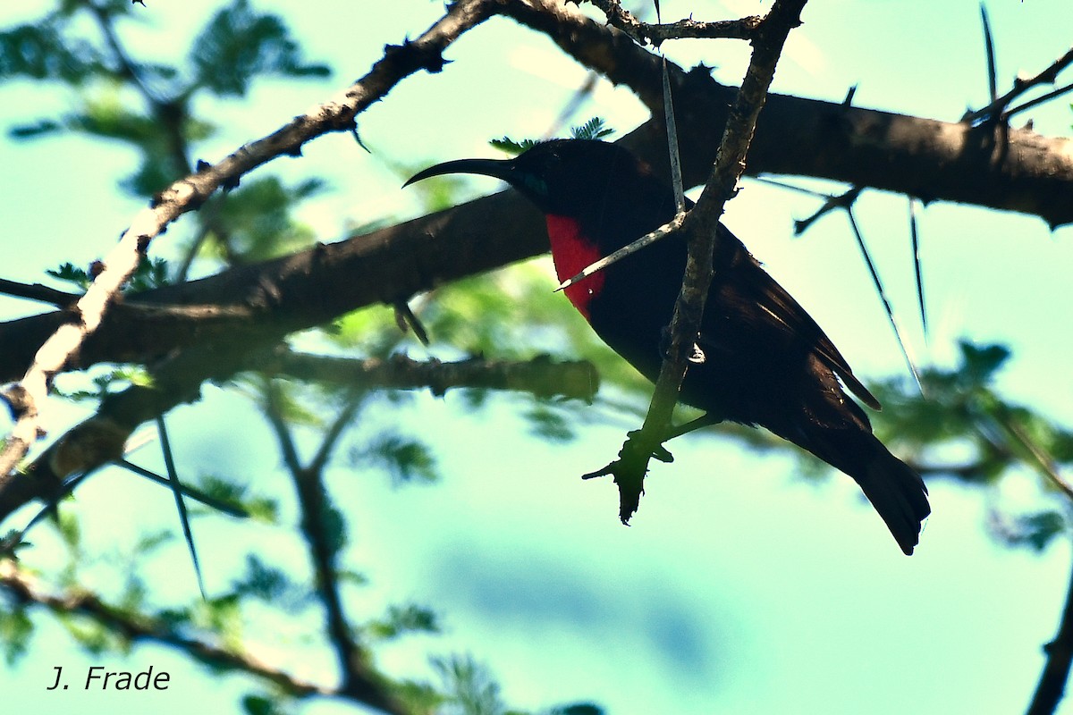 Hunter's Sunbird - ML598854211