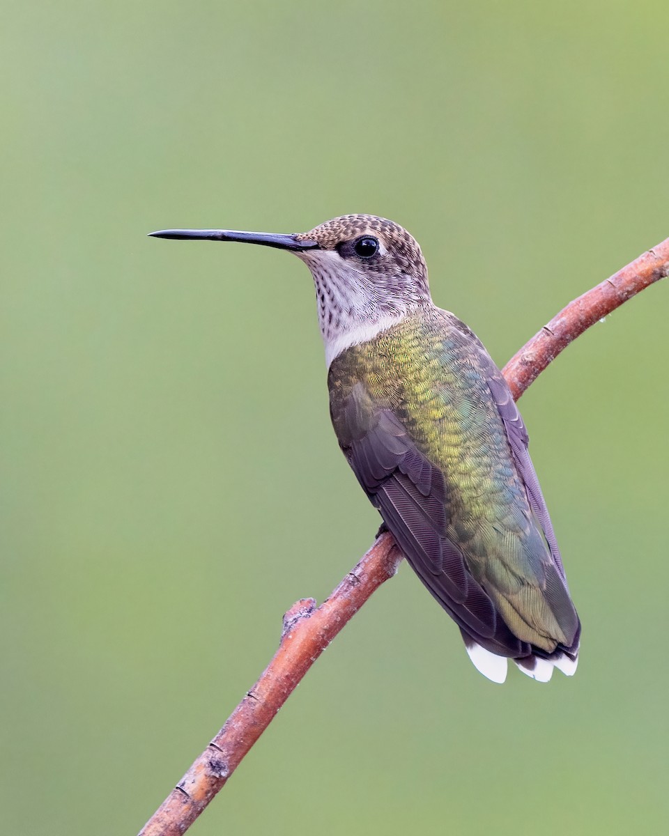 Black-chinned Hummingbird - ML598854721