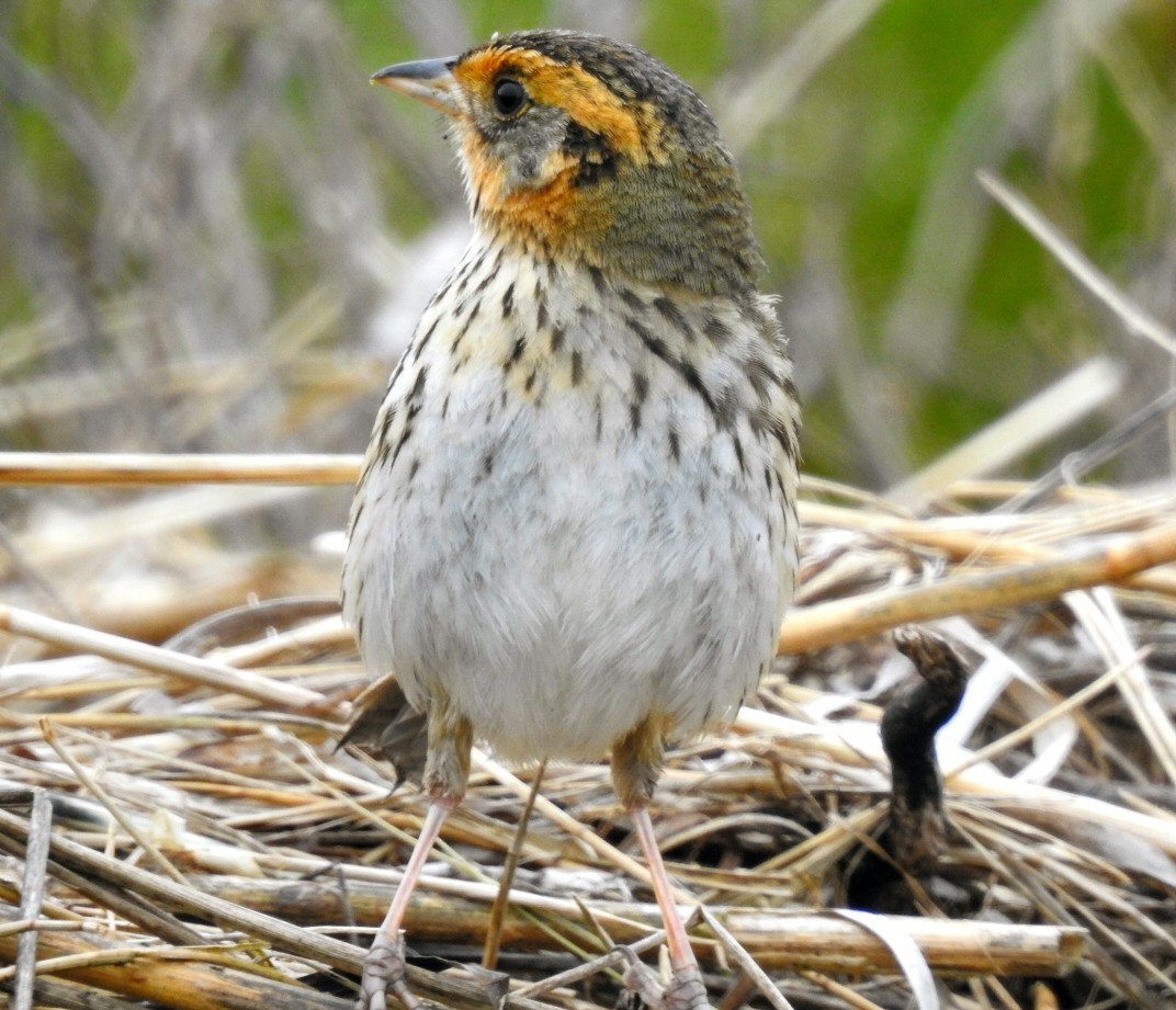 Saltmarsh Sparrow - ML59886501