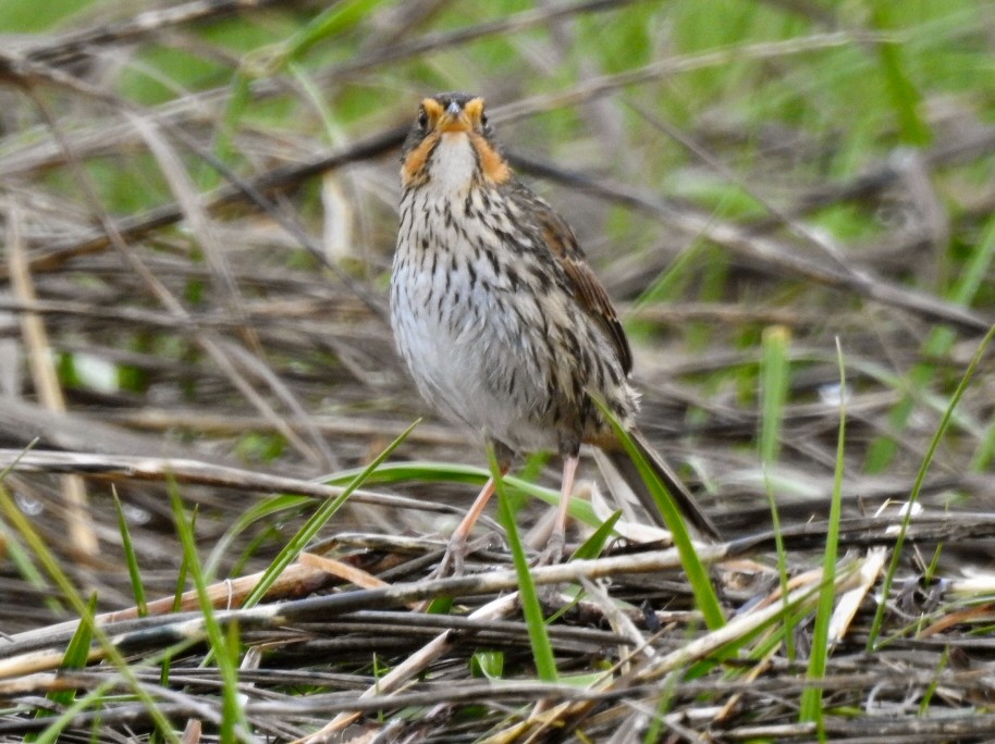 Saltmarsh Sparrow - ML59886511