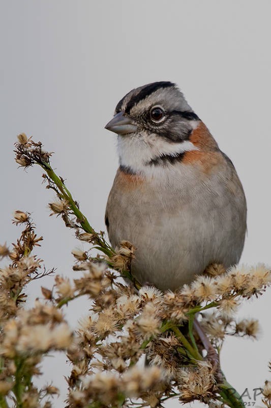 Rufous-collared Sparrow - ML59886901