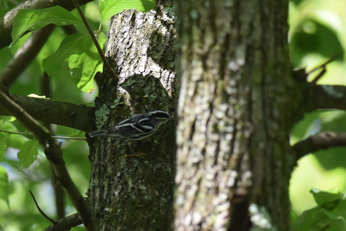 Black-and-white Warbler - ML598871901