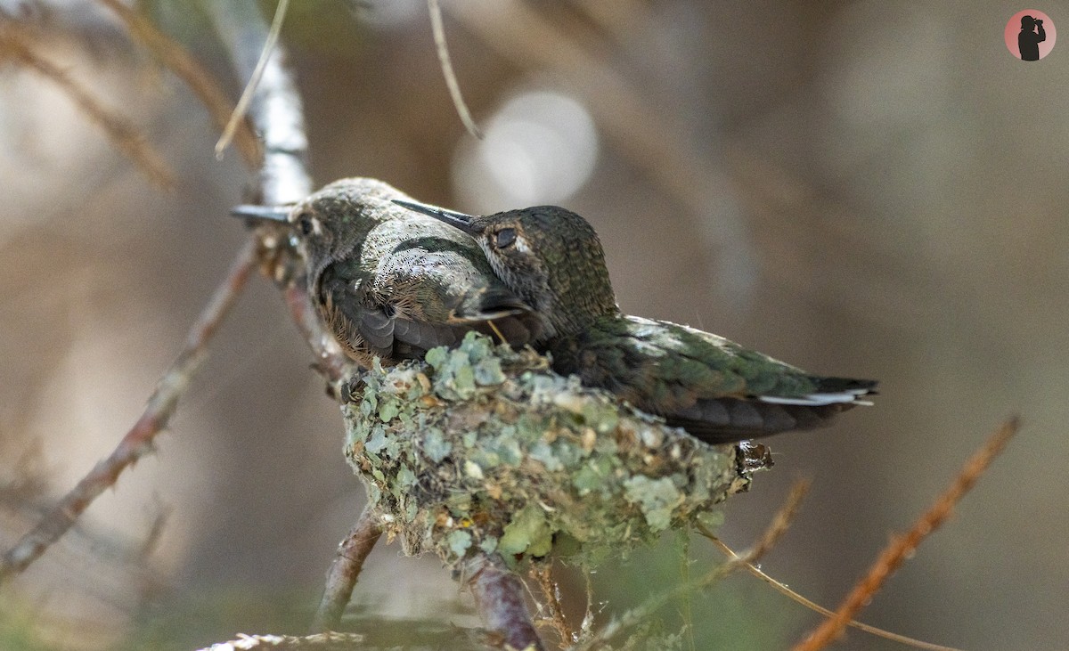 Broad-tailed Hummingbird - ML598873271