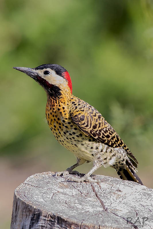 Green-barred Woodpecker - ML59887451