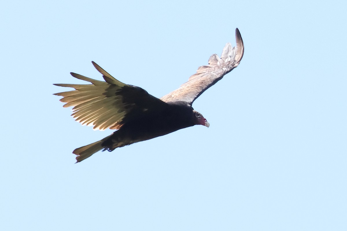 Turkey Vulture - John Mercer
