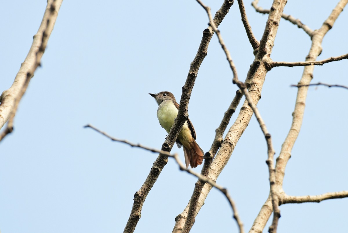 Great Crested Flycatcher - ML598877361