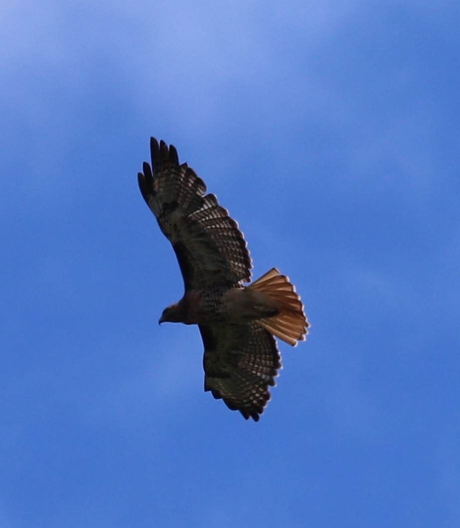 Red-tailed Hawk - ML598878041