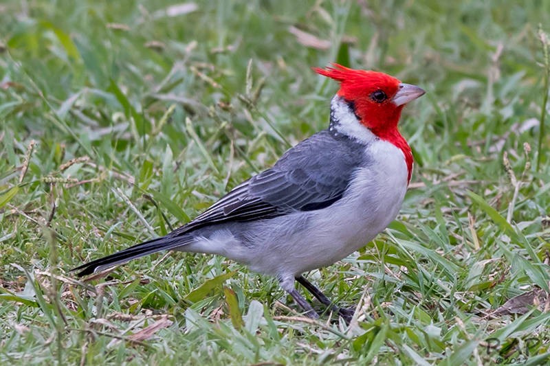 Red-crested Cardinal - ML59887841