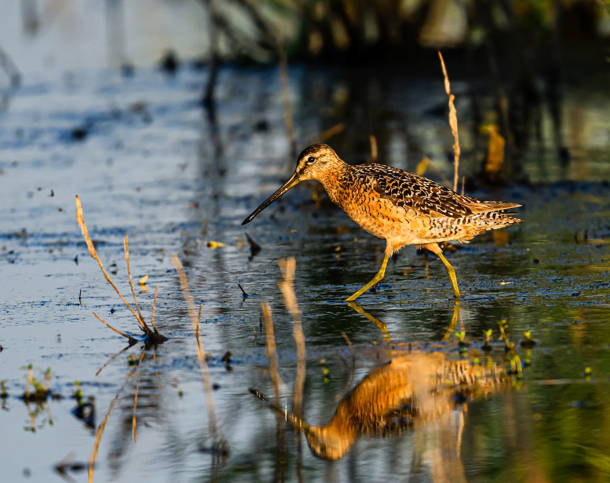 Long-billed Dowitcher - Ken Miracle