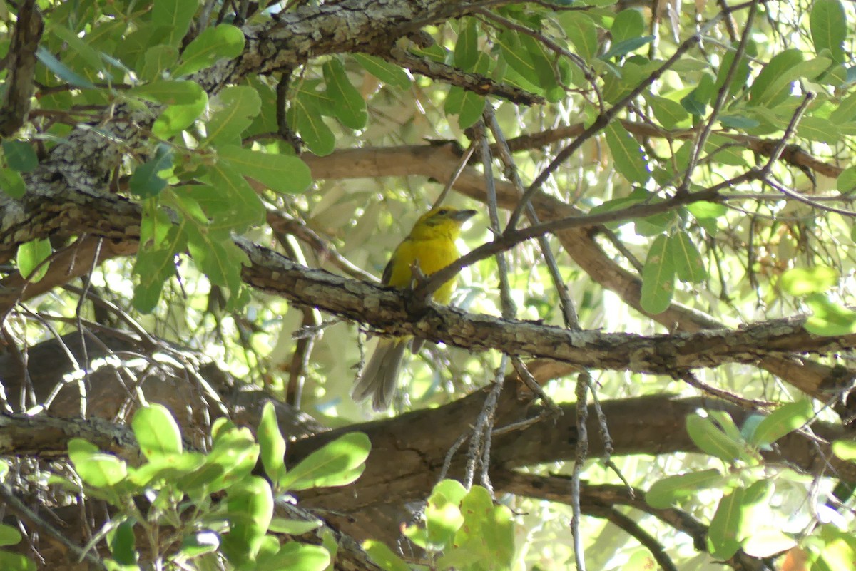 Ebird Checklist Jul Miller Canyon Trail Species