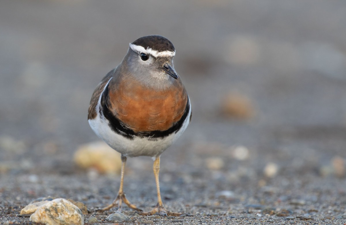 Rufous-chested Dotterel - ML598884551