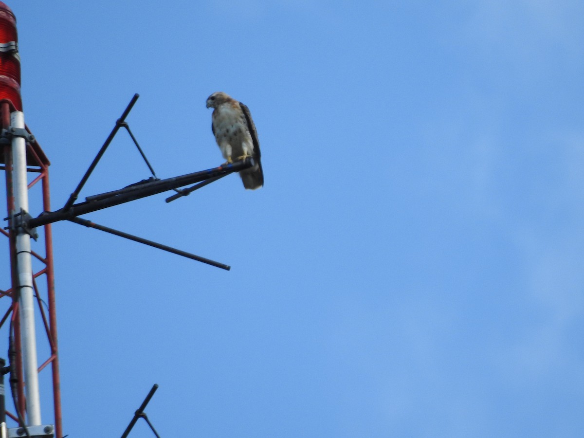 Red-tailed Hawk - ML598886821
