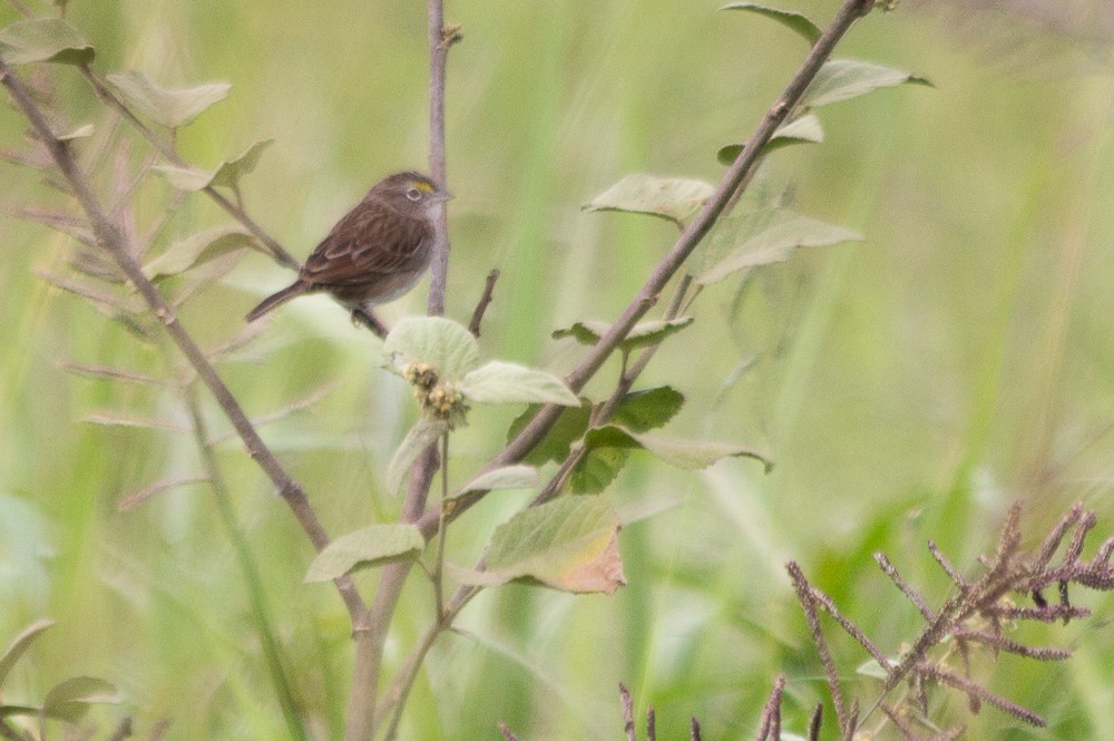 Grassland Sparrow - ML598886841