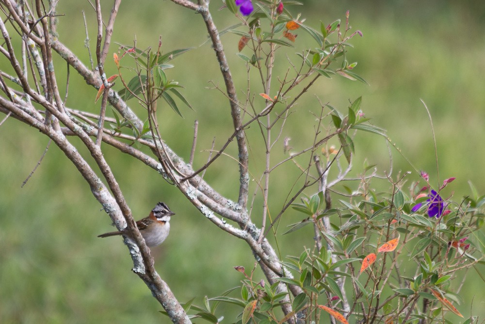 Rufous-collared Sparrow - Enio Moraes