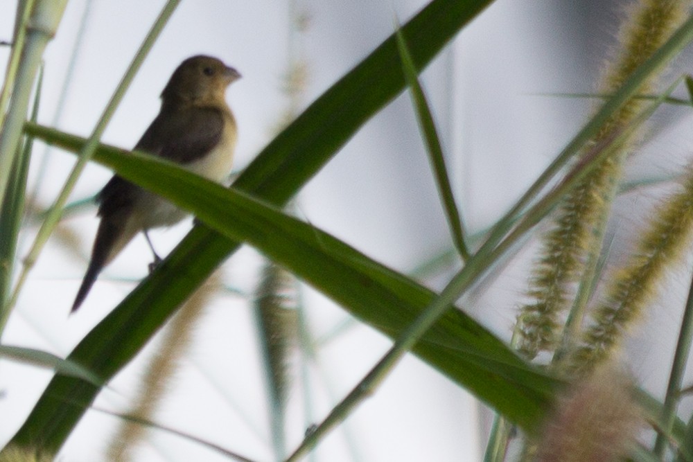 Double-collared Seedeater - ML598887061