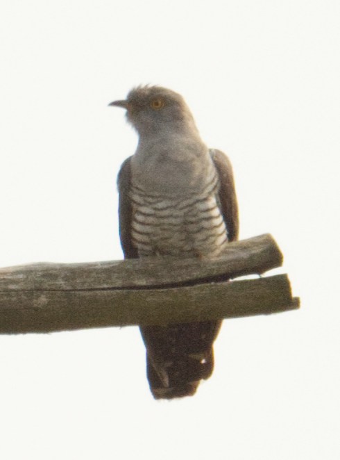 Common Cuckoo - ML598887791