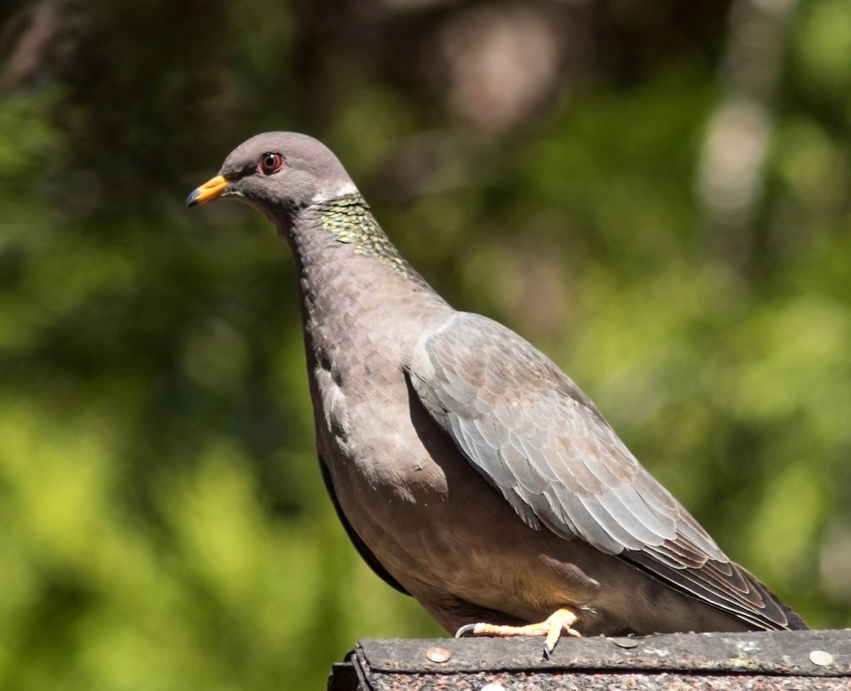 Band-tailed Pigeon - Ben  Valdez