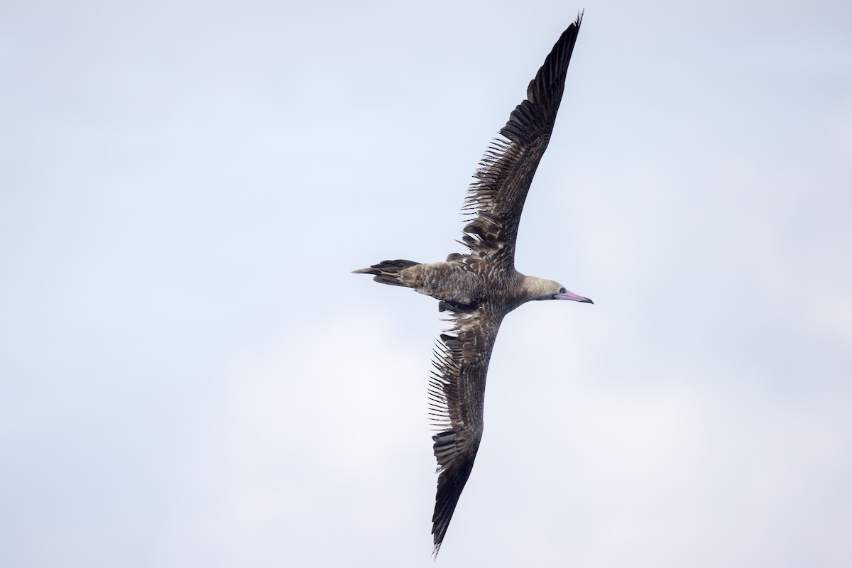 Red-footed Booby (Indopacific) - ML598906121