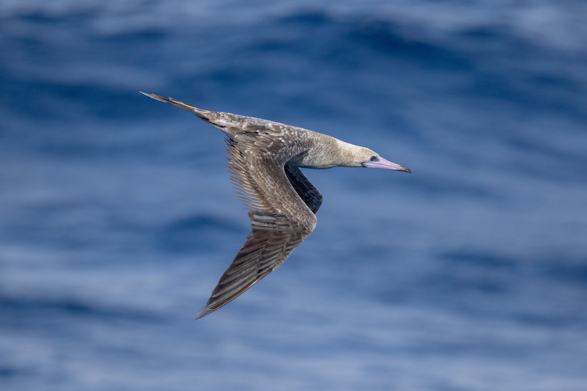 Red-footed Booby (Indopacific) - ML598906131