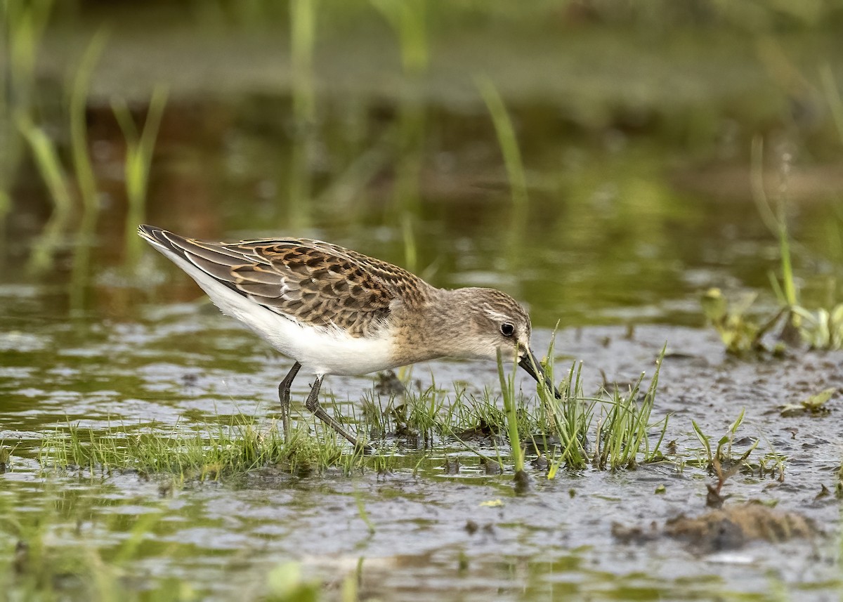 eBird Checklist - 30 Jul 2023 - Lake Helena WMA - 52 species (+1 other ...