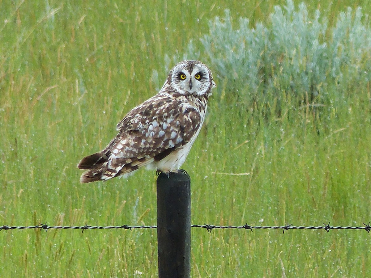 Short-eared Owl - ML598910451