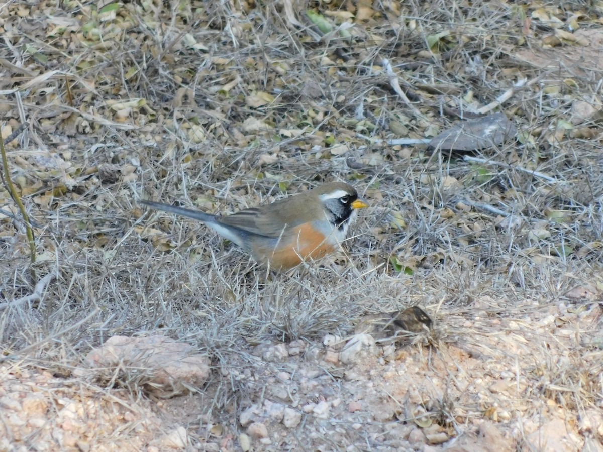 Many-colored Chaco Finch - ML598910601