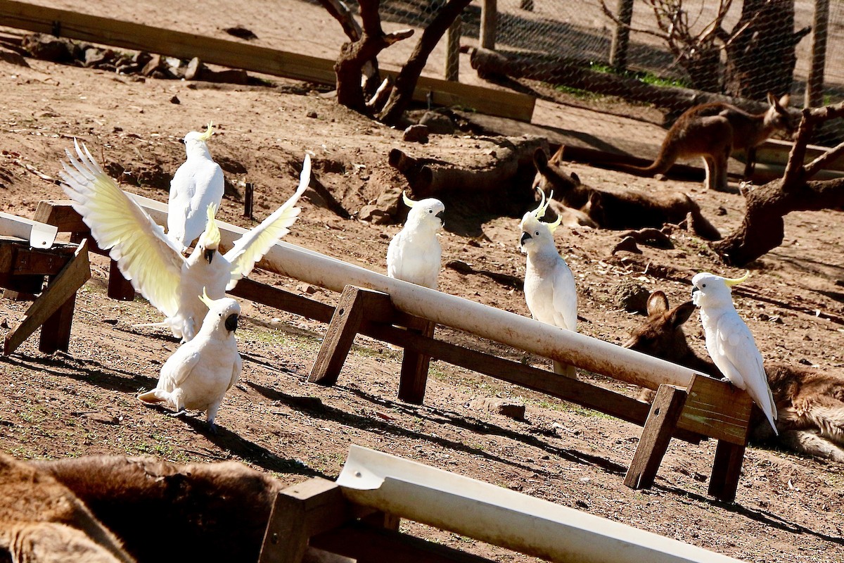 Sulphur-crested Cockatoo - ML598910991