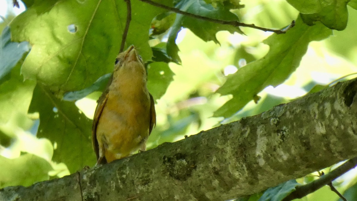 Summer Tanager - Andy Brown