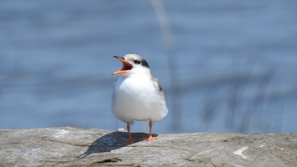 Common Tern - ML598916791