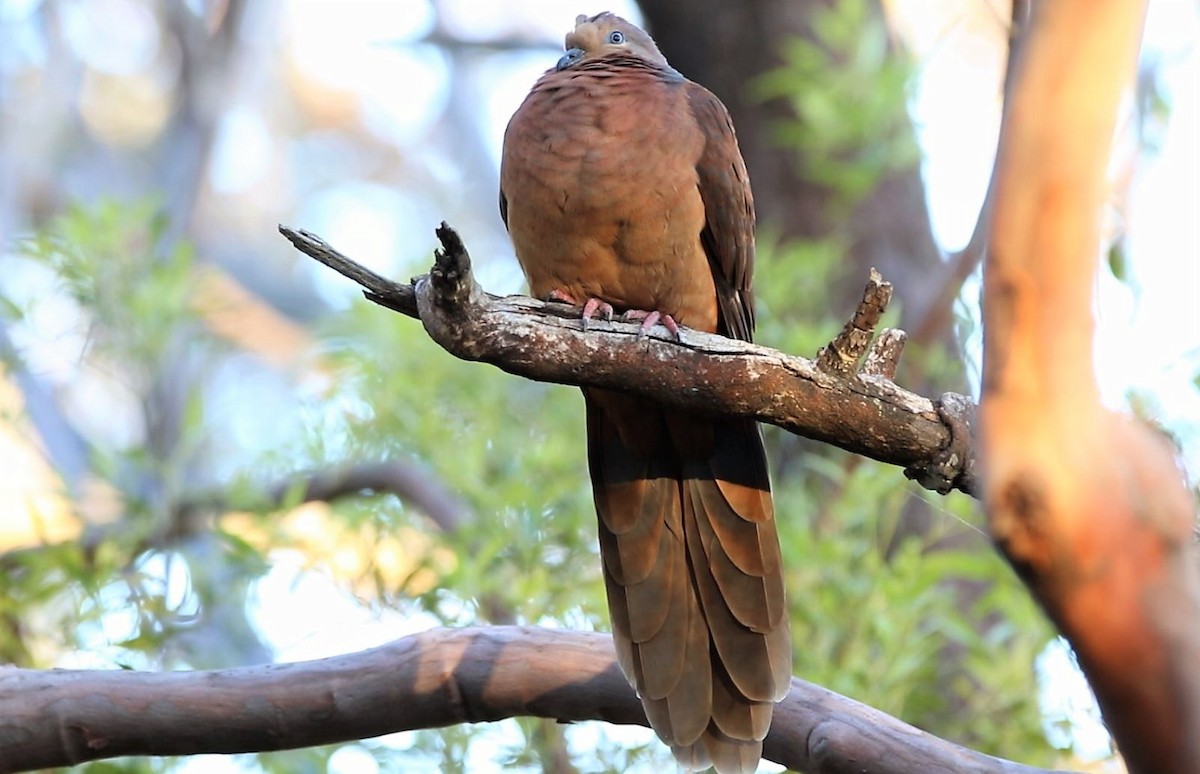Brown Cuckoo-Dove - ML598917671