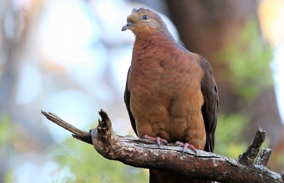 Brown Cuckoo-Dove - ML598917781