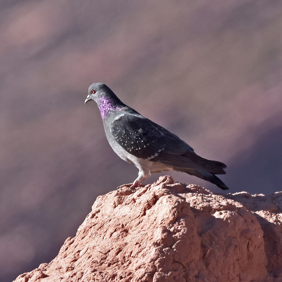Rock Pigeon (Feral Pigeon) - ML598919981