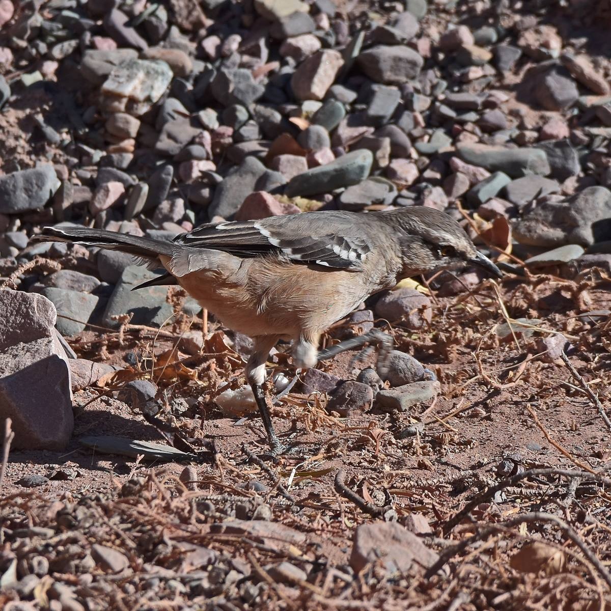 Patagonian Mockingbird - ML598920091