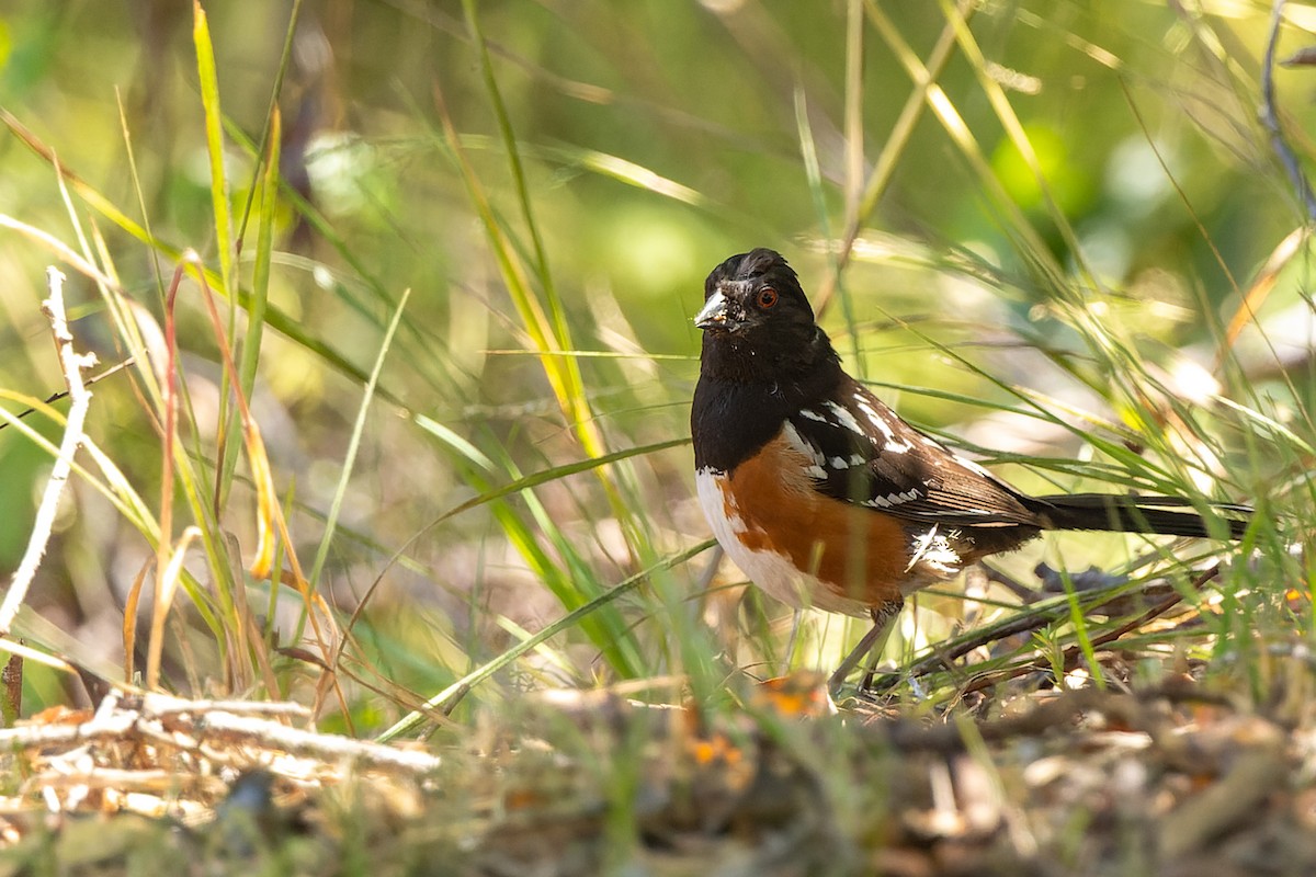 Spotted Towhee - ML598921401