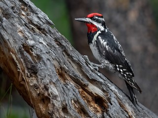  - Red-naped Sapsucker