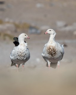 Andean Goose, ML598926821