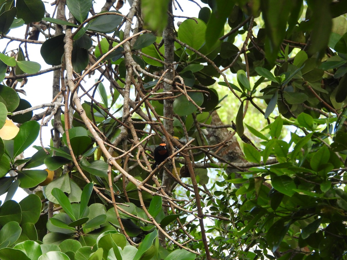 Puerto Rican Bullfinch - ML598927461