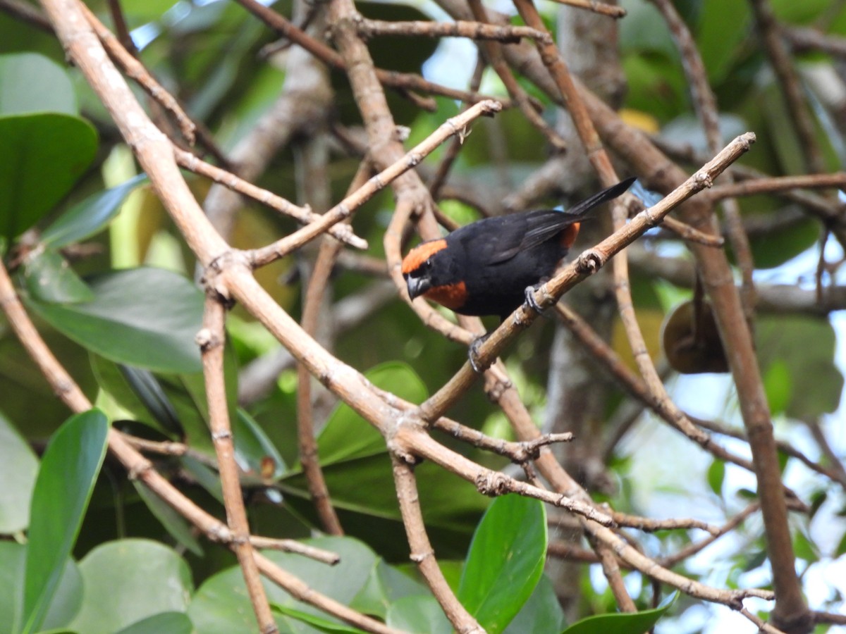 Puerto Rican Bullfinch - ML598927491