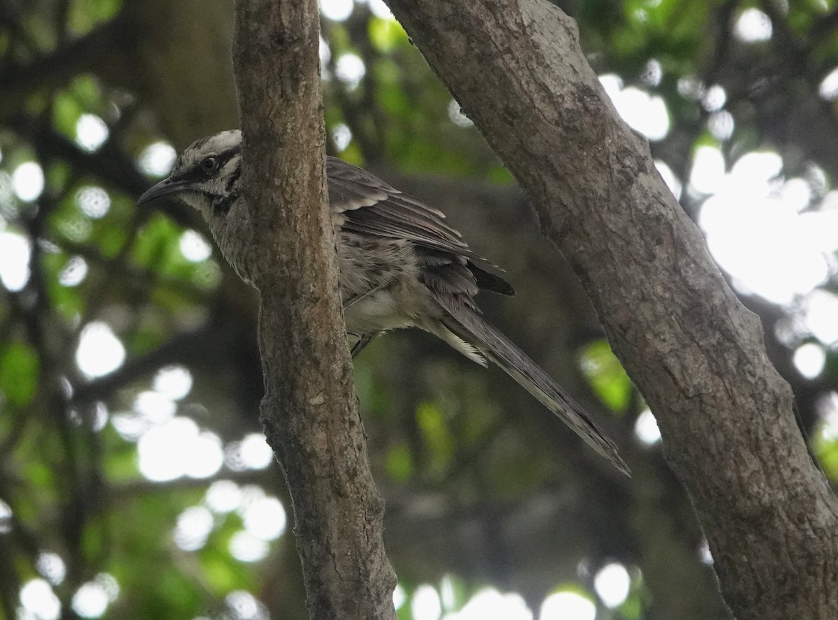 Long-tailed Mockingbird - ML598932061