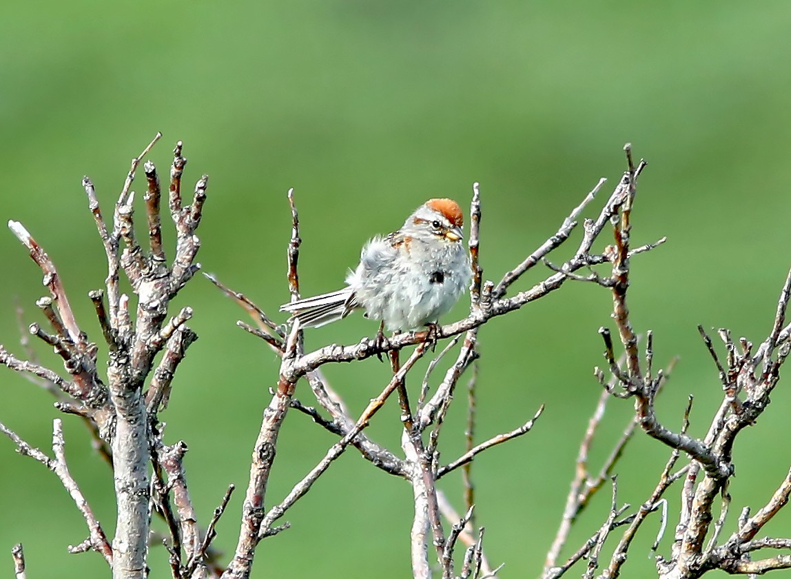 American Tree Sparrow - ML598932451