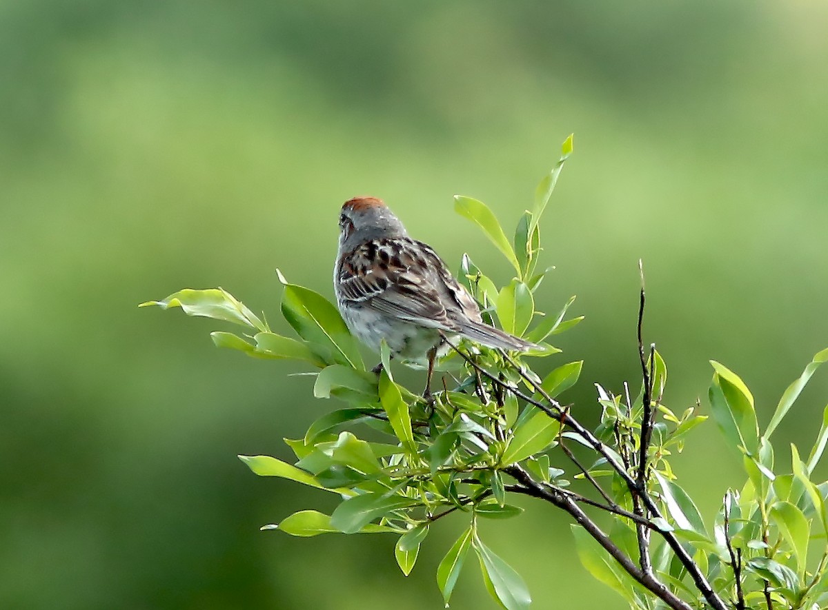 American Tree Sparrow - ML598932461