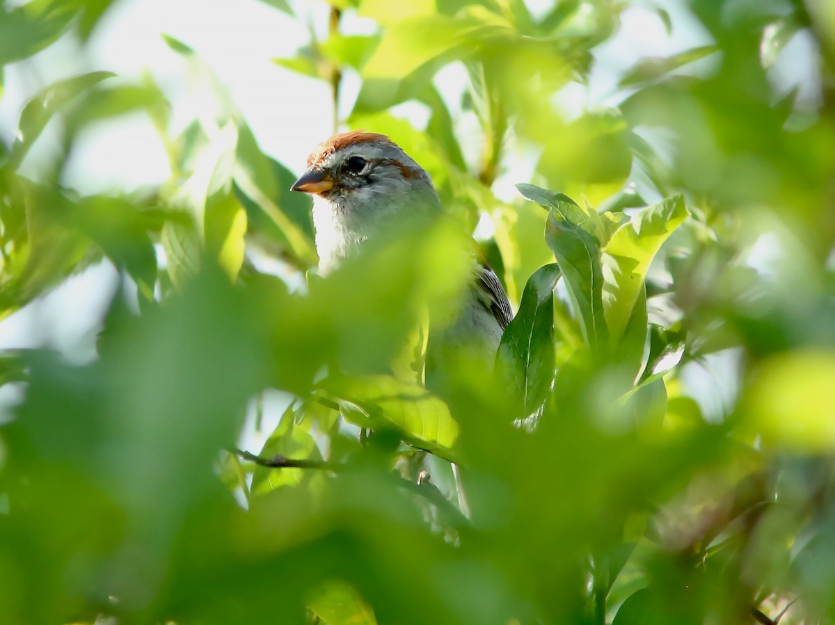 American Tree Sparrow - ML598932471