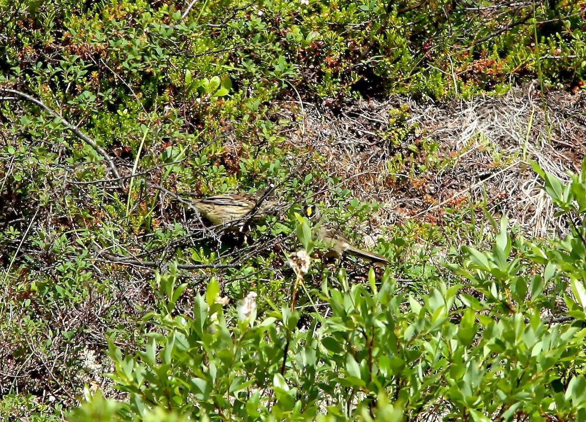 Golden-crowned Sparrow - ML598932681