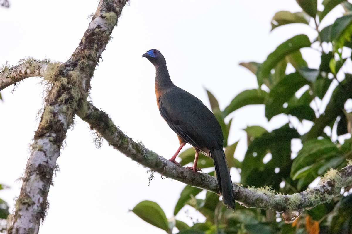 Sickle-winged Guan - ML598935911