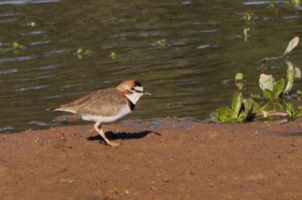 Collared Plover - ML598936001