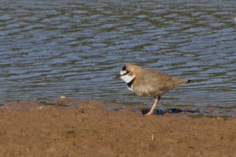 Collared Plover - ML598936011